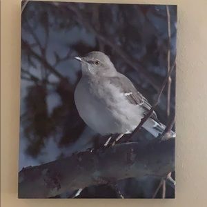 Original Mockingbird Photography Canvas